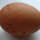 Marigold's First Egg